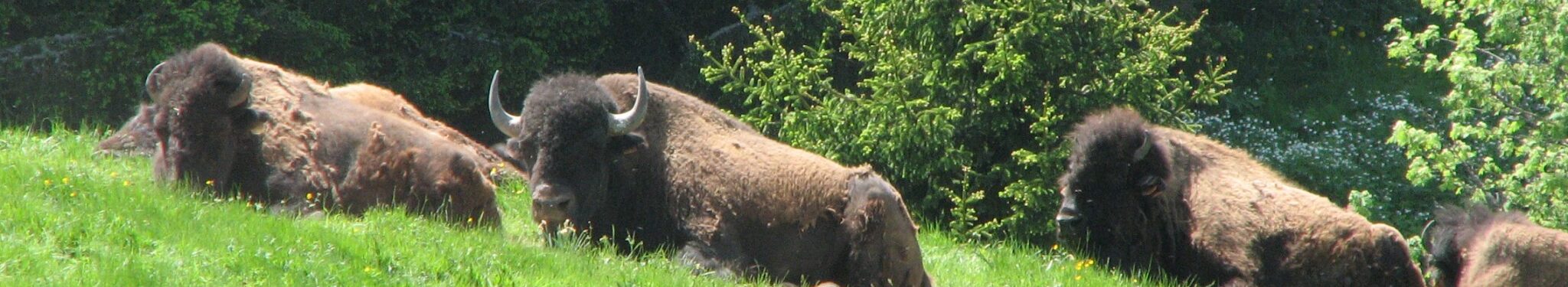 Wisent
