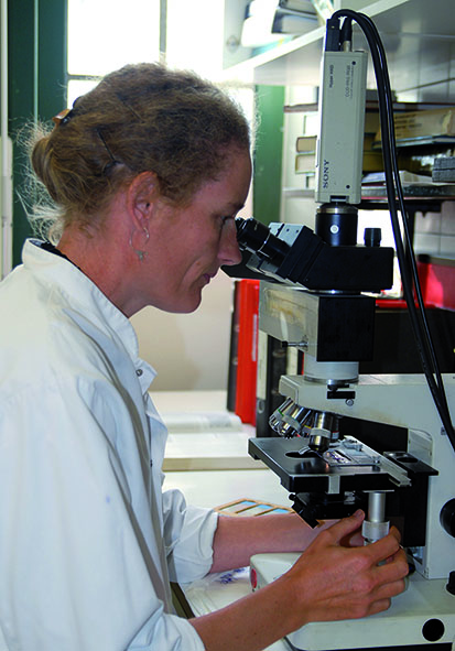 Eerste haas met RHDV-2 in Nederland