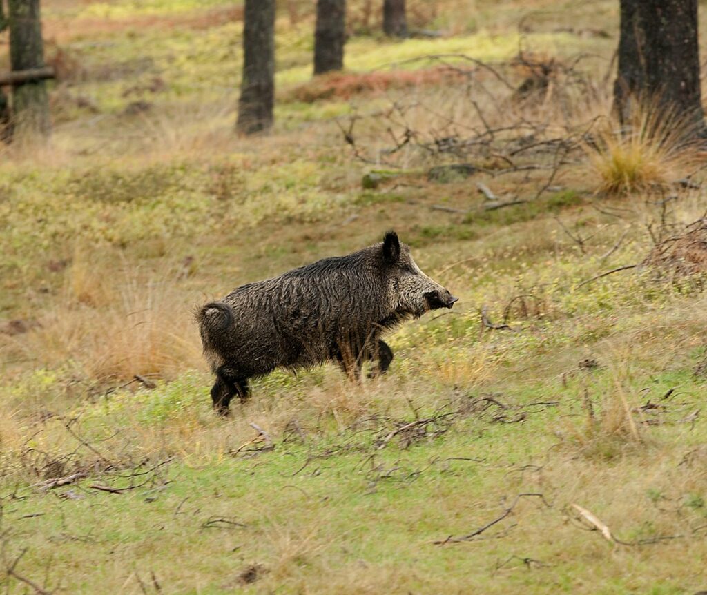 Duitsland: Afrikaanse varkenspestbesmetting in nieuw gebied