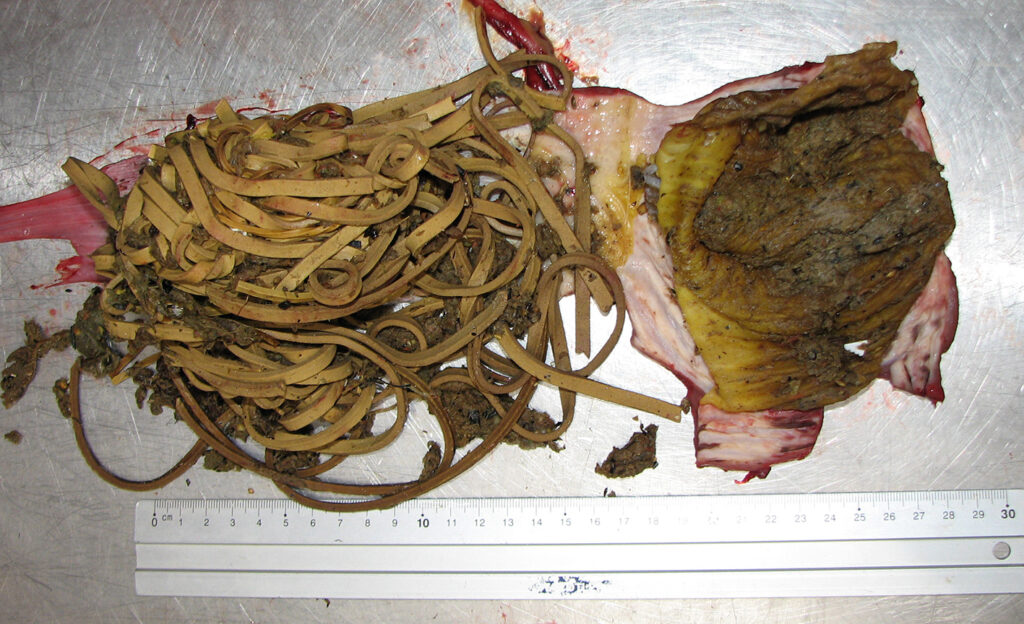 Maag dode ooievaar vol met elastieken