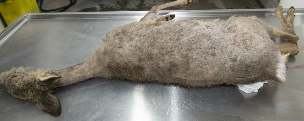 Reeën met kaal ogende plekken: ‘Haarbruchsyndrom’