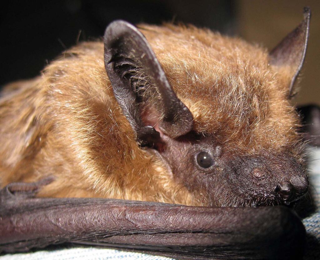 Rabiës bij vleermuizen