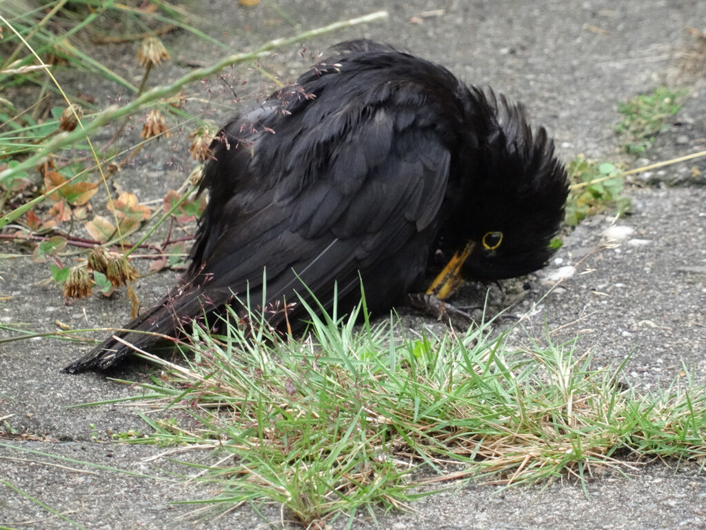 Merelsterfte door usutuvirus, vogelmalaria en parasieten
