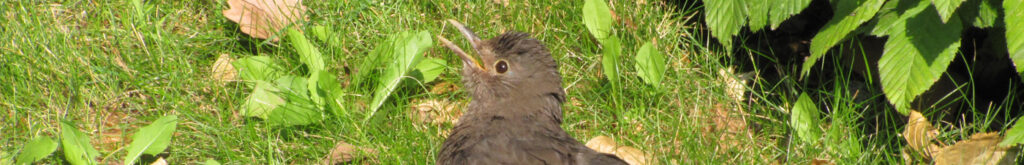 Opnieuw usutuvirus activiteit onder wilde vogels in Nederland