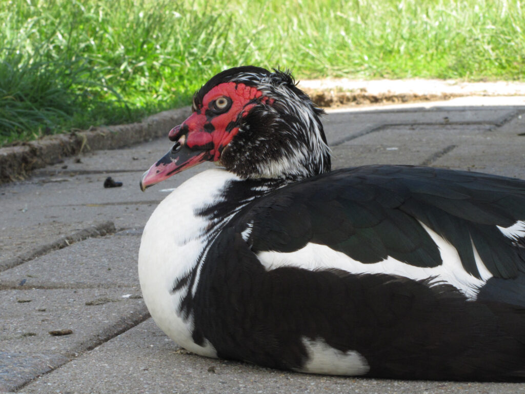 Sterfte van muskuseenden door eendenpest
