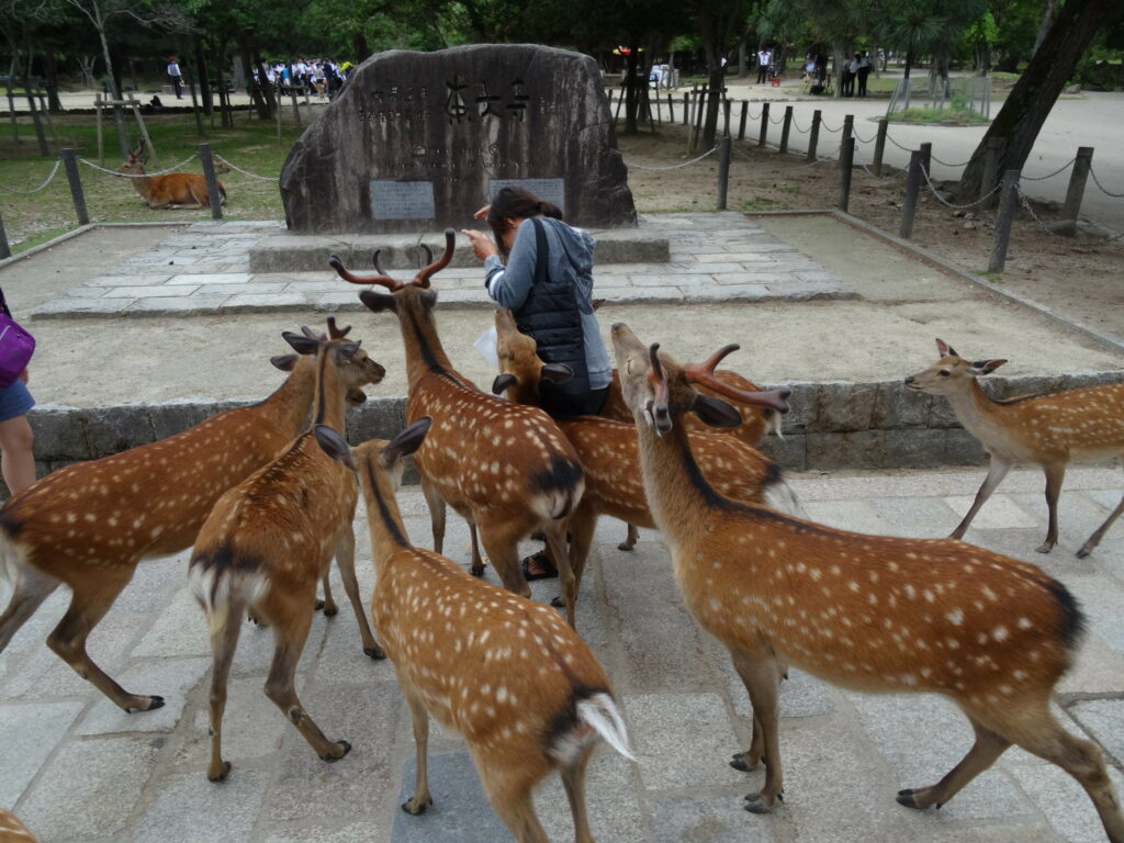 Japan: Sikaherten dood door plastic
