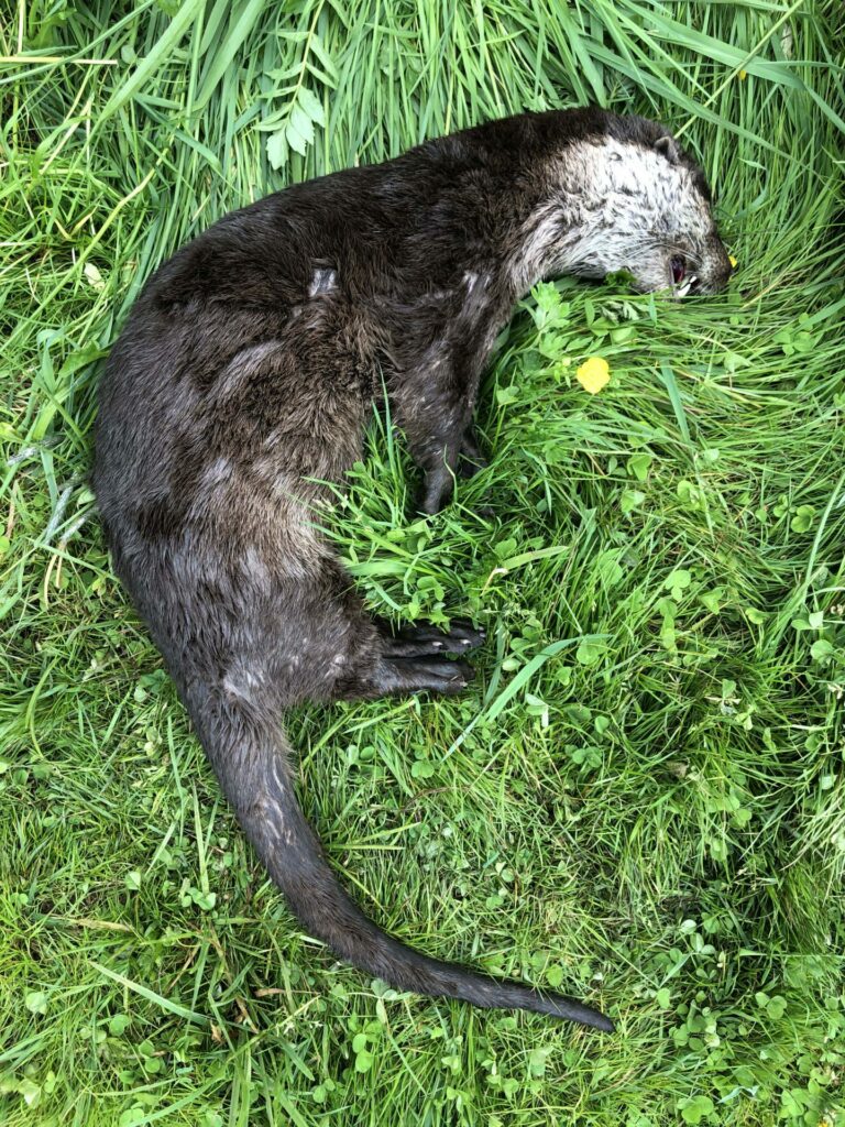 Otter sterft door een zwerende ontsteking in zijn bek