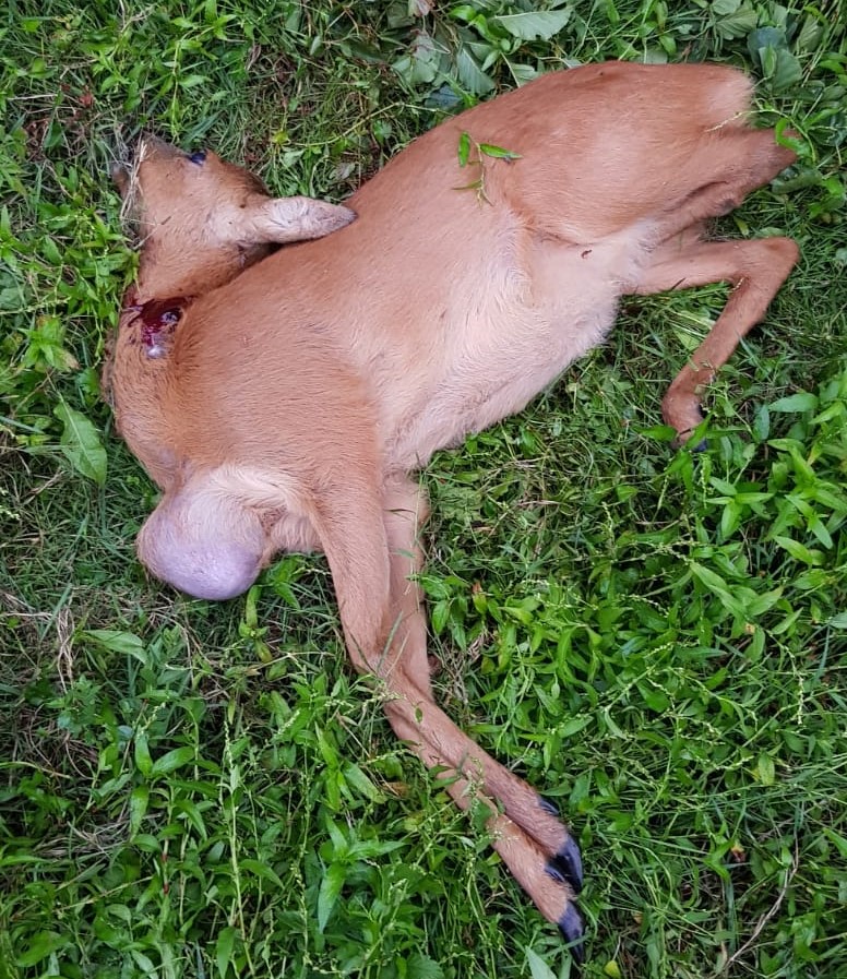 Borstknobbel bij ree door zweetklierkanker