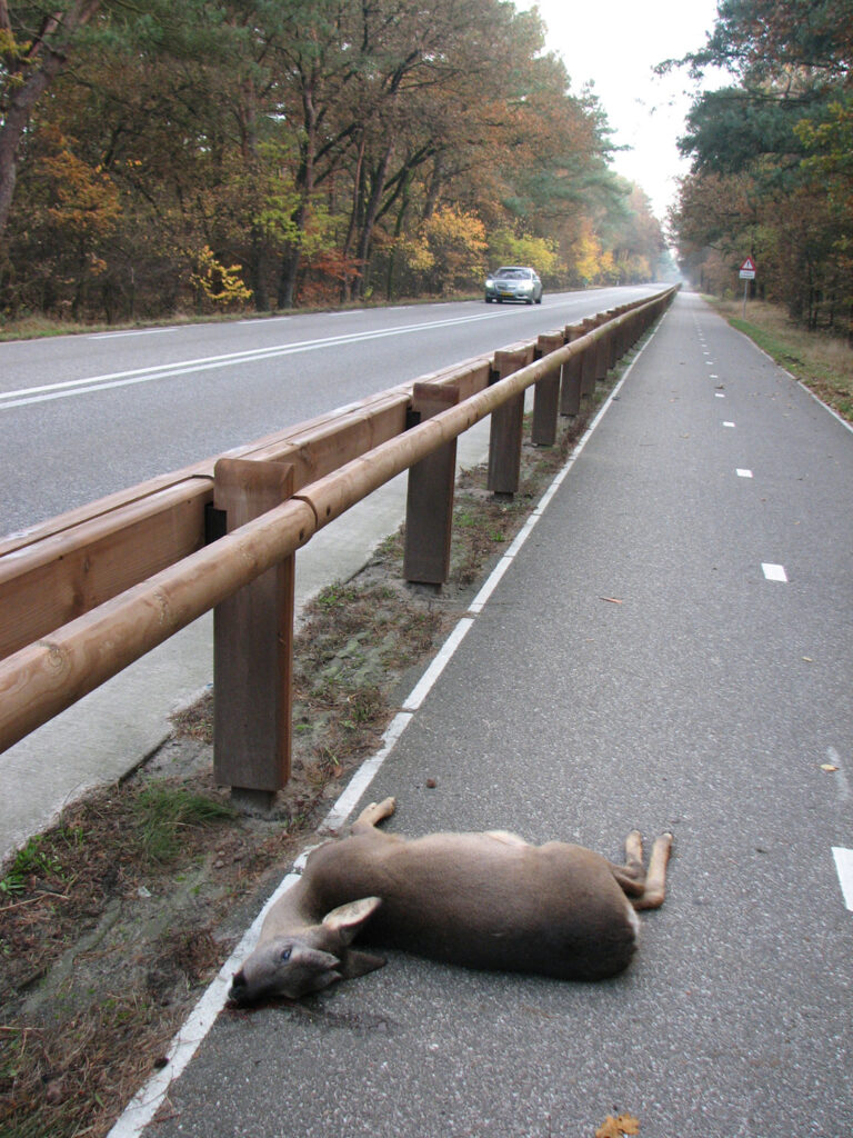 2010: Gezondheid aangereden reeën in de provincie Utrecht