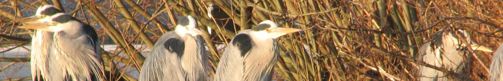 Hoog pathogeen vogelgriep bij wilde vogels in Rusland