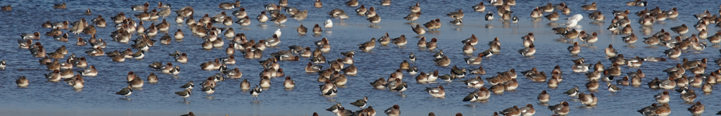 Meld dode vogels in verband met vogelgriep