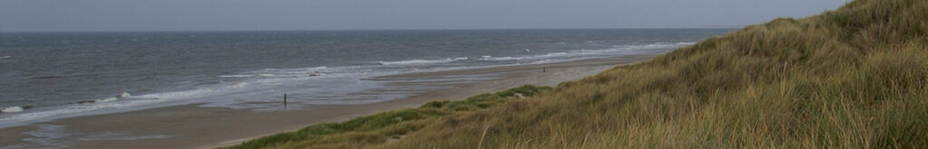 Bruinvissen aan Nederlandse kust stranden vaak door aanvallen van grijze zeehond