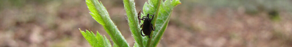 Teken-encefalitis virus in Nederland aangetroffen