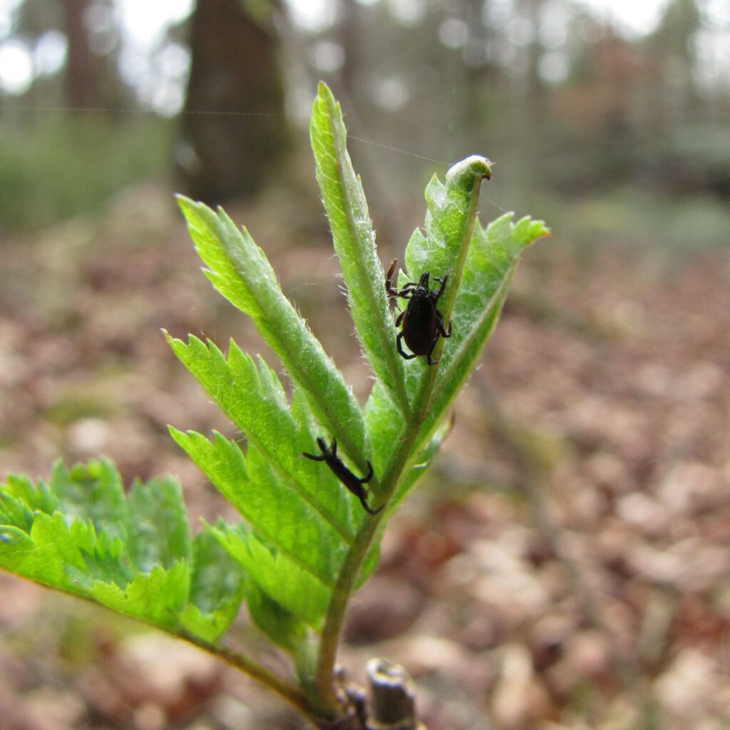 Overzichtskaart teken-encefalitisvirus in Nederland