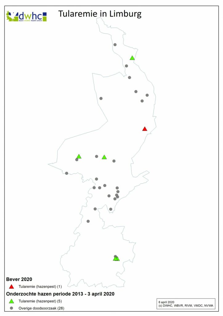 Bever met tularemie (hazenpest) in Limburg