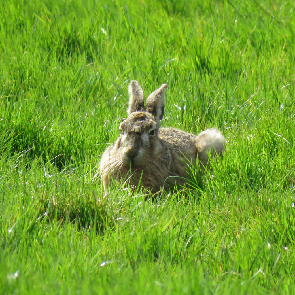 Sterfte onder onvolwassen hazen door coccidiose