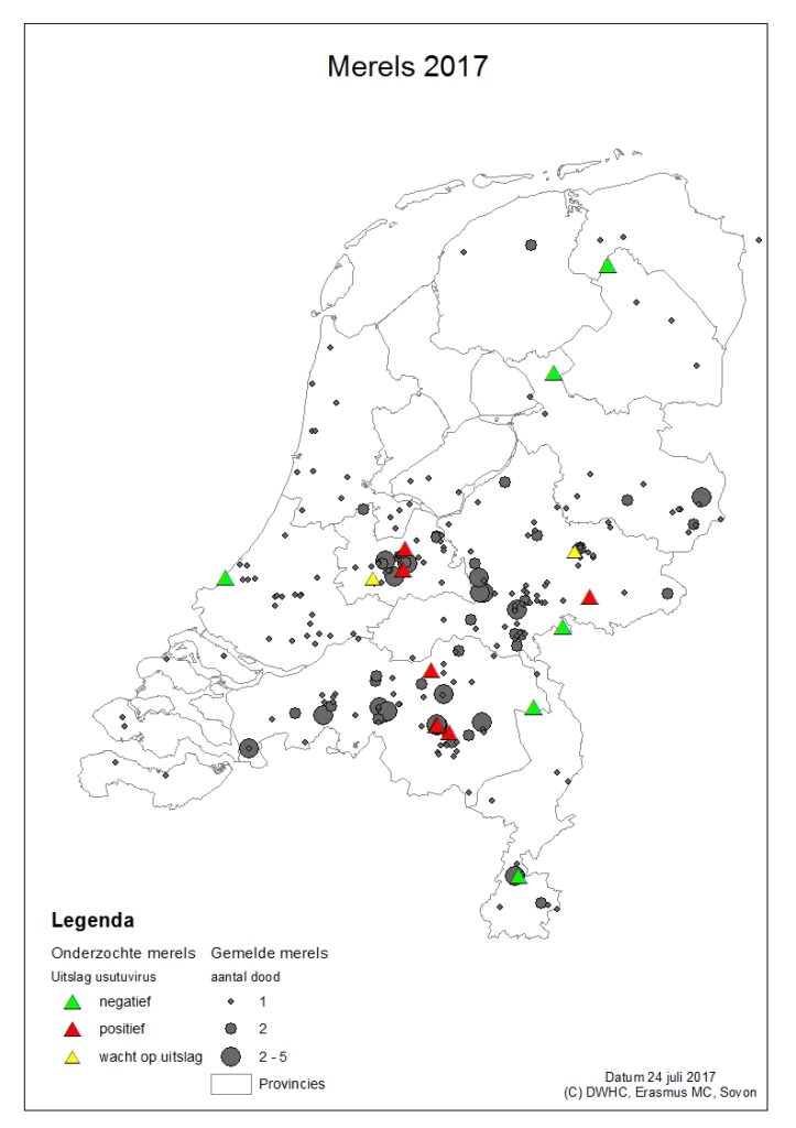 Usutuvirus: Verhoogd aantal meldingen dode merels