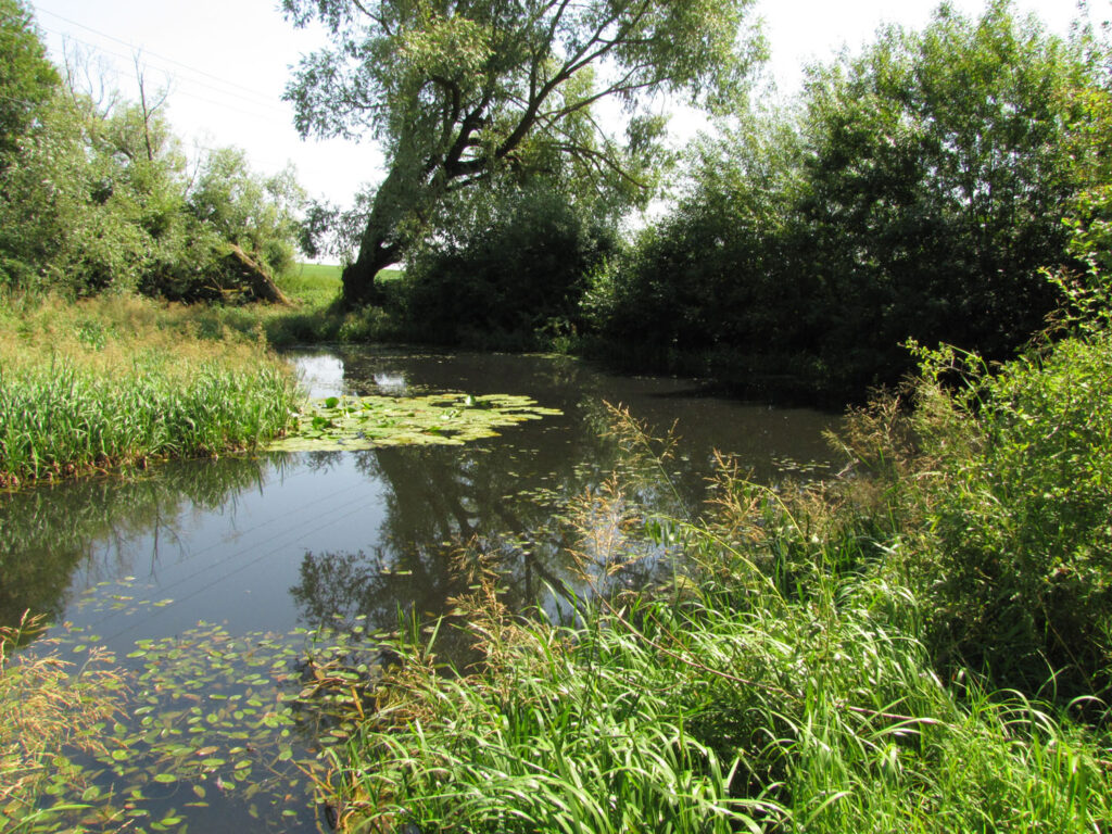 Ranavirus infectie in kleine watersalamander en groene kikkers, Dwingelderveld.