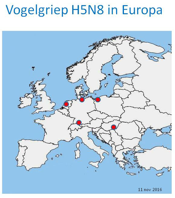 Hoogpathogeen H5N8 in watervogels in Nederland
