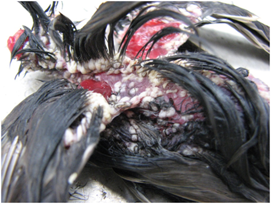 Vogelpokken bij huismus