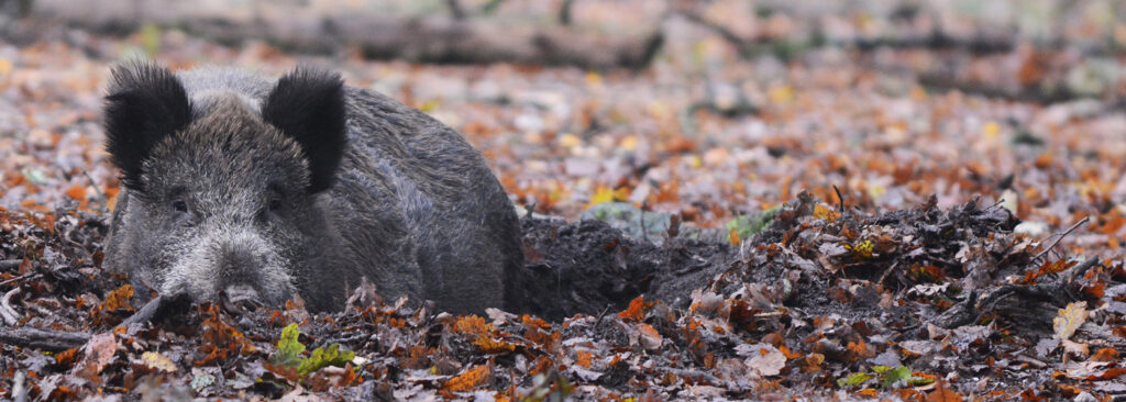 Drie onderzochte wilde zwijnen Veluwe