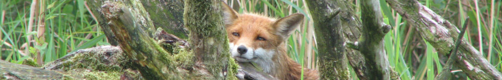 België: opnieuw hondenziekte bij in het wild levende dieren.