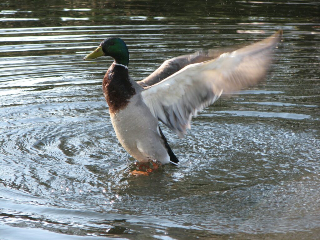 Situatie vogelgriep momenteel rustig, alertheid blijft geboden