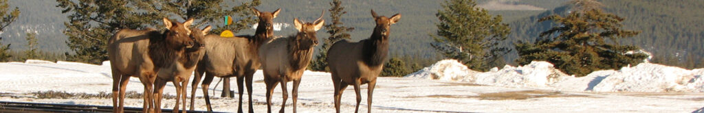 Misvormde hoeven bij wapiti’s in Amerika
