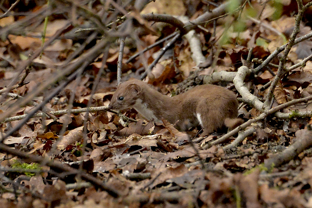 Hermelijn en wezel: DWHC speerpuntdieren 2017