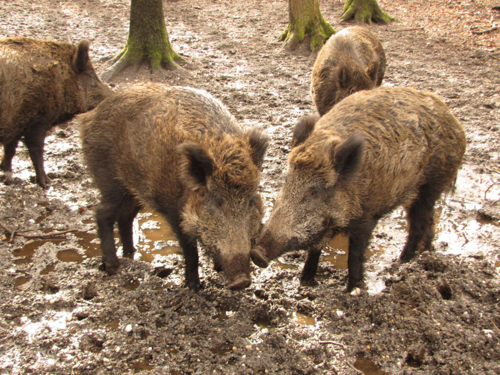 Wild zwijn met schurft gevonden in Gelderland