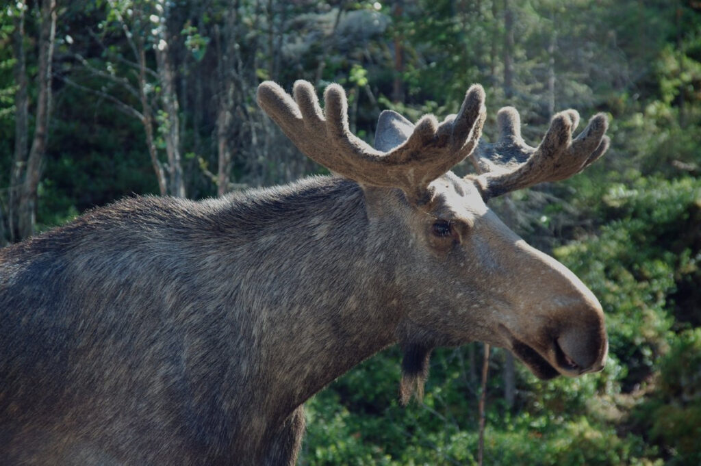 Tweede geval CWD in Noorwegen