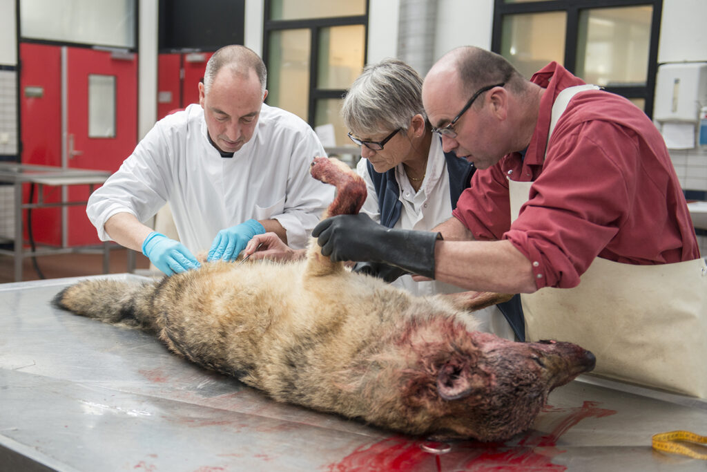 Dode wolf was gezond, maar had al enige tijd niet gegeten