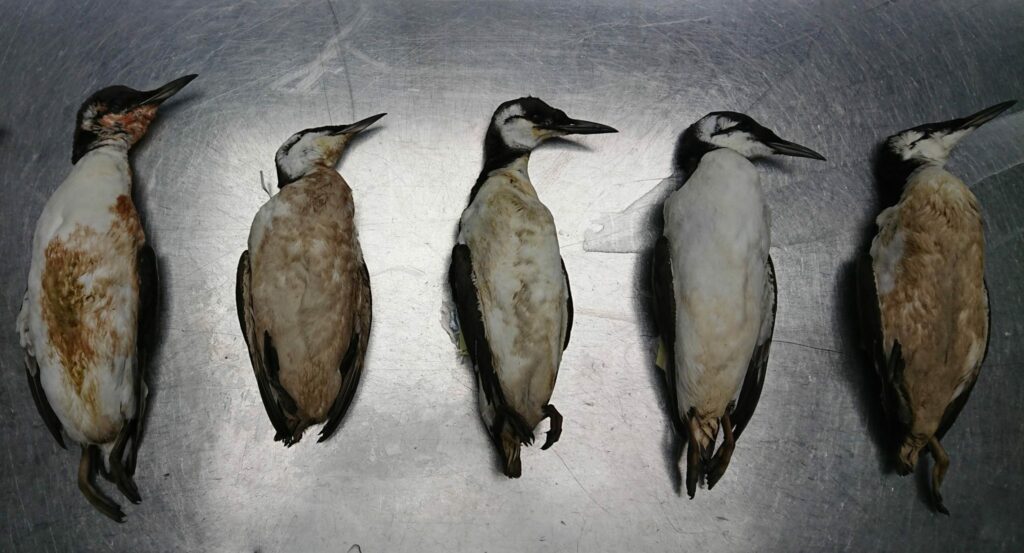 Onderzoek naar verhoogde zeevogelsterfte