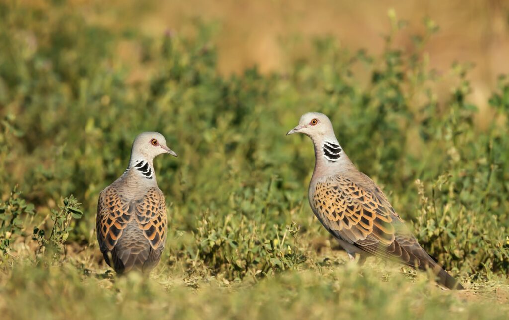 Trichomonas bij zomertortel