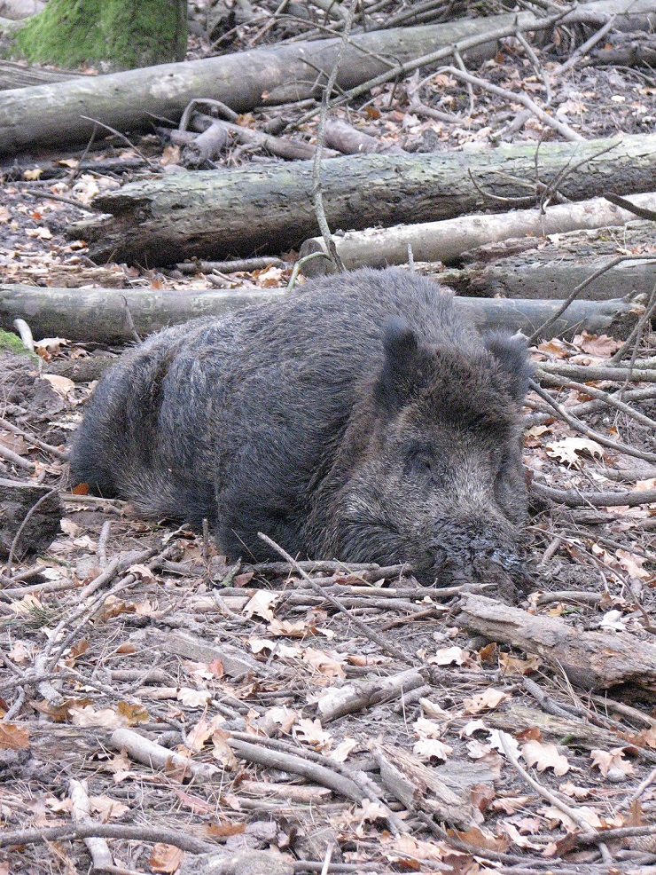 België: Update AVP: 814 besmette wilde zwijnen.