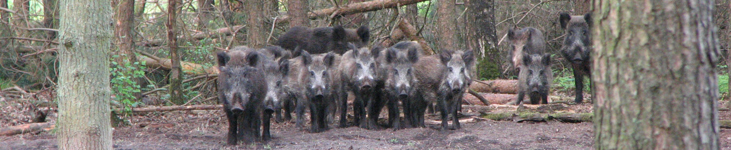 wilde zwijnen