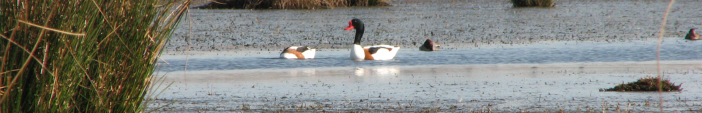 Resultaten onderzoek aangespoelde bergeenden