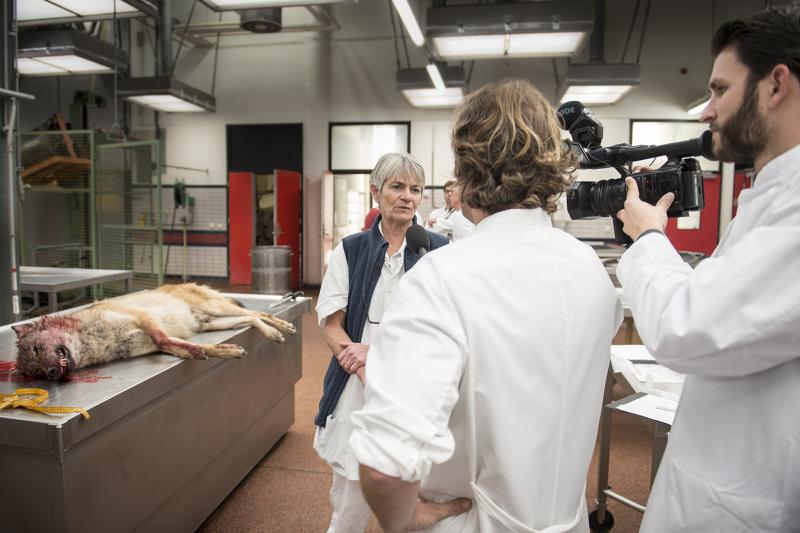 Doodgereden wolf voor onderzoek naar DWHC, faculteit Diergeneeskunde