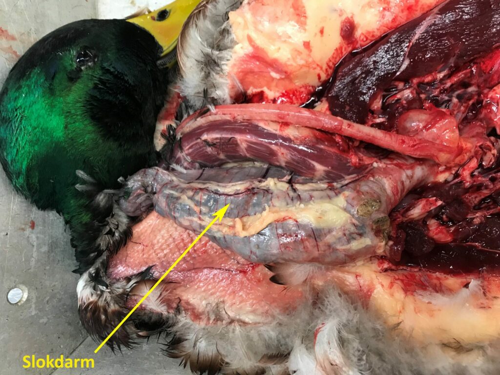 Eend gestikt door overmatig eten