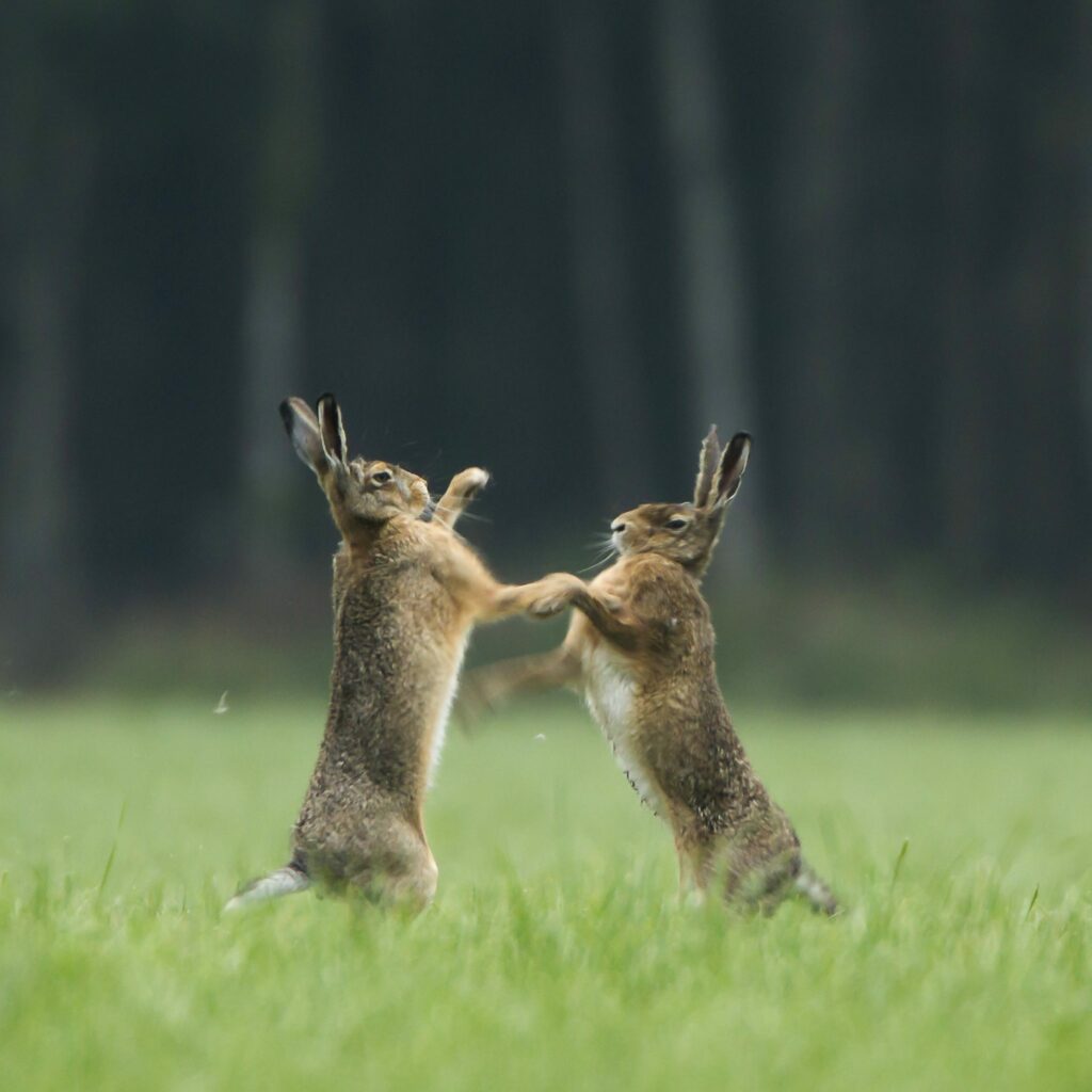 Zit er een parasiet op de lever?