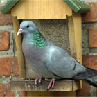 Trichomonas infectie bij een holenduif