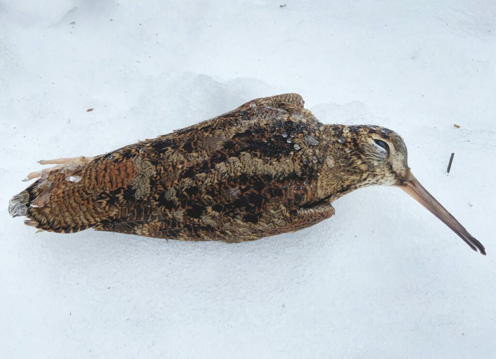 Houtsnip blijft brokkenpiloot