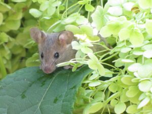huismuis op blad van hortensia