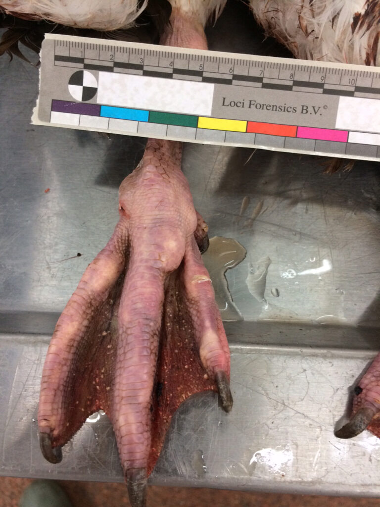 Grauwe gans met jicht