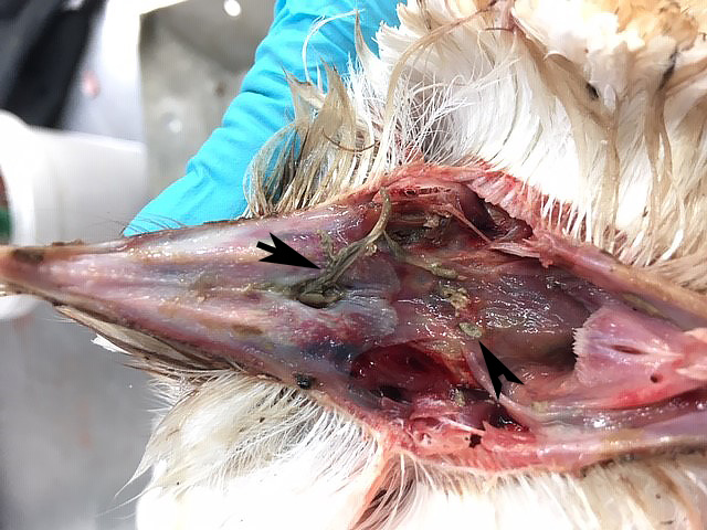 Kerkuil overleden door “het Geel”