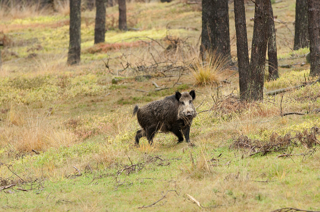 Uitbraak van Afrikaanse varkenspest in Estland bij een wild zwijn