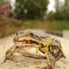 Ranavirus incident in kikkers, Dwingelderveld 2010
