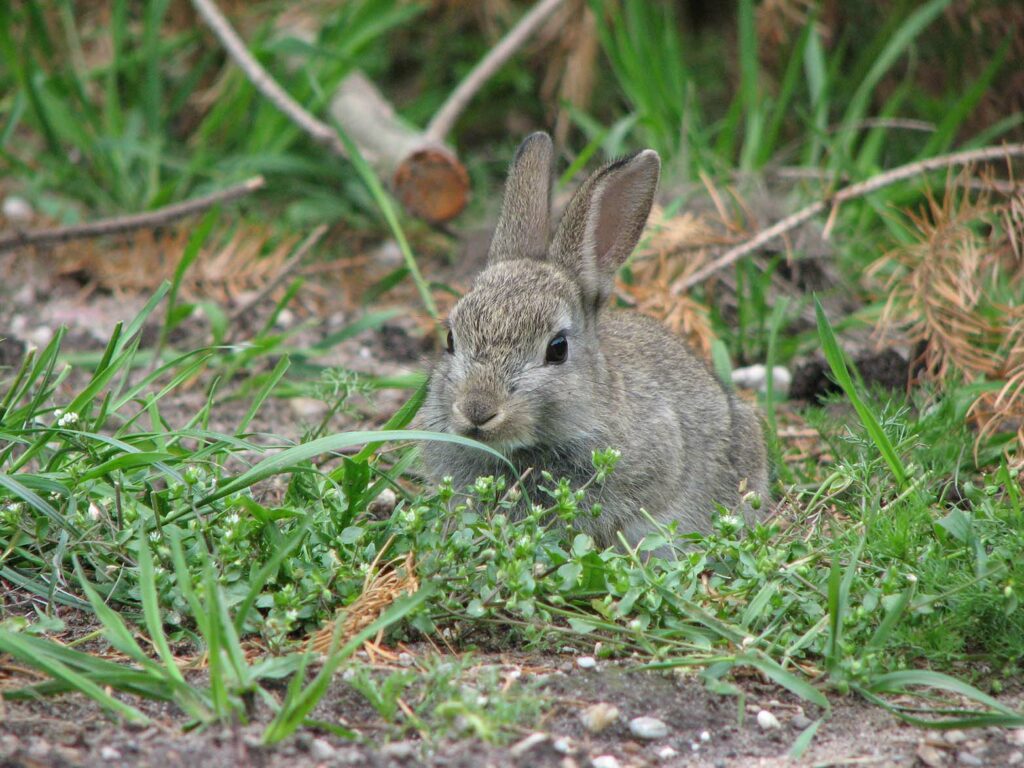 Konijnensterfte voornamelijk door Rabbit Hemorrhagic Disease Virus 2 (RHDV-2) infectie