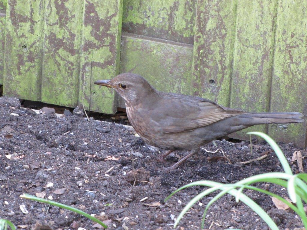 Usutu virus in Nederland