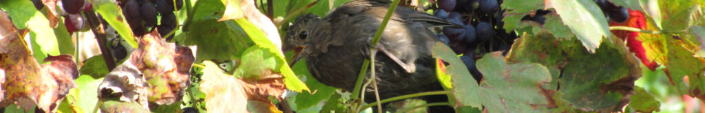 Vragen en antwoorden over usutuvirus